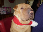 honden foto honden foto van Lenie Hollander