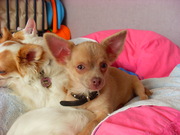 honden foto van kelly