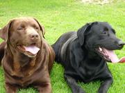 honden foto van Nadsor