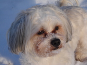 honden foto van astrid