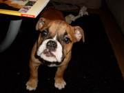 honden foto honden foto van noushka