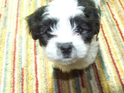 honden foto van Joyce