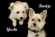 honden foto van Bartje,Yoshi
