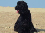 honden foto van  Stieven