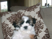 honden foto honden foto van Elisa