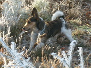 honden foto honden foto van elly