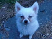 honden foto van roxanne corvers