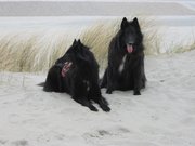 honden foto van jeanet groenewoud en chico en chiara