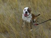 honden foto honden foto van alfred