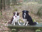 honden foto van Esther Smeets