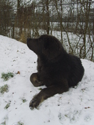 honden foto van reinders
