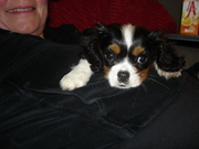 honden foto van Joke