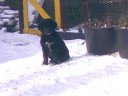 honden foto van nicole en Aebe