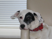honden foto van PialoveToeki