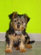 honden foto van valerie 