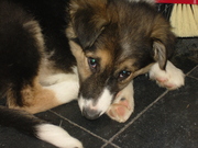 honden foto van Esther
