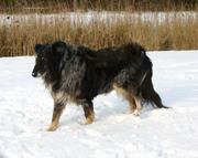 honden foto honden foto van pieter