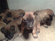 honden foto van suzan