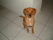 honden foto van Lin&Lein