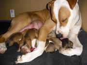 honden foto van chicka