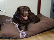 honden foto van welovebo