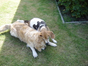 honden foto honden foto van Julienne