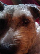 honden foto van taerek