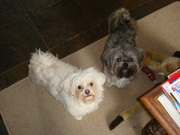 honden foto van Marleen