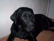 honden foto van Lyane