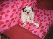 honden foto van Natasja