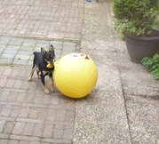 honden foto van Chico