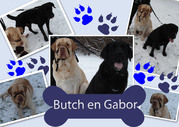 honden foto van Gabor en Butch 