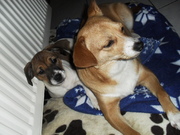 honden foto van Lisa