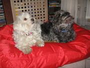 honden foto van Diana scoppetta