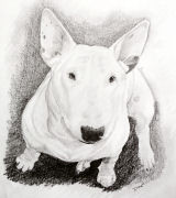honden foto van clint