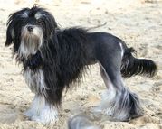 honden foto van MARLEEN & JOHNNY