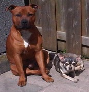 honden foto van Ciska & Doggies