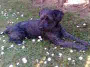 honden foto van nancy *spike* binkie