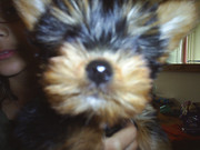 honden foto van Melissa