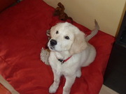 honden foto van Sanne van Groenendael