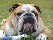 honden foto van Robert & Kim