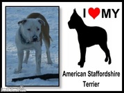 honden foto honden foto van renata4dogs