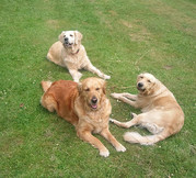honden foto van Misty,Kylie,Chelsea