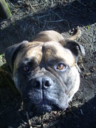 honden foto van Roosje