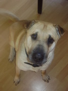 honden foto van Claudia