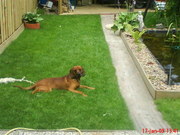 honden foto van pieter+suus