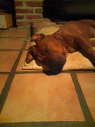 honden foto honden foto van jupke