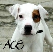 honden foto honden foto van Jules & Ace