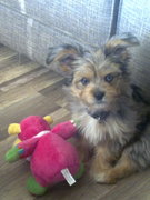 honden foto van Tanja & Chico & Luna