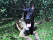 honden foto honden foto van koen